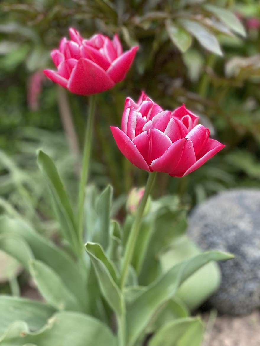 fiori, tulipano, primavera, giardino, fioritura, fiorire, botanica, crescita, pianta, macro, fiore