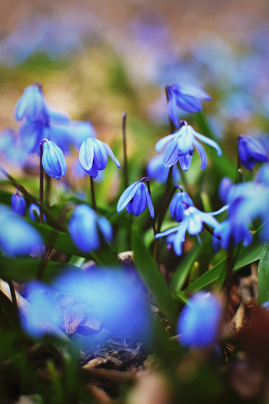siberian squill, blomster, plante, blå blomster, kronblade, flor, blade, forår, natur