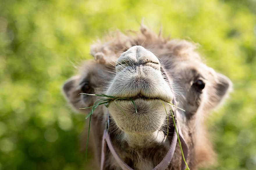 camello bactriano, camello, animal, mamífero, nariz, hierba, mazo, cabestro, piel, cabeza