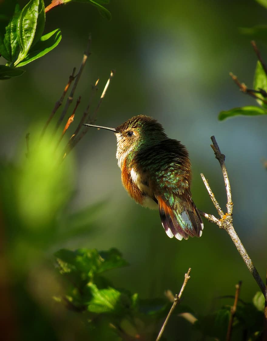 kolibri, zümmögő, madár, kicsi, természet, vadvilág, állat, vad