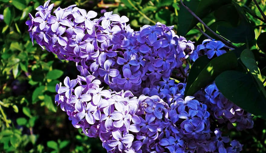 lilacs, flori, grădină, violet flori, petale, violete petale, a inflori, inflori, floră, plante, flori de primăvară