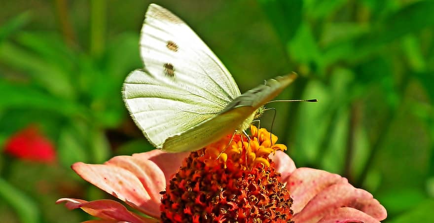 나비, 곤충, 꽃, 양배추 흰색, 백일초, 수분, 날개, 식물, 정원, 자연, 닫다