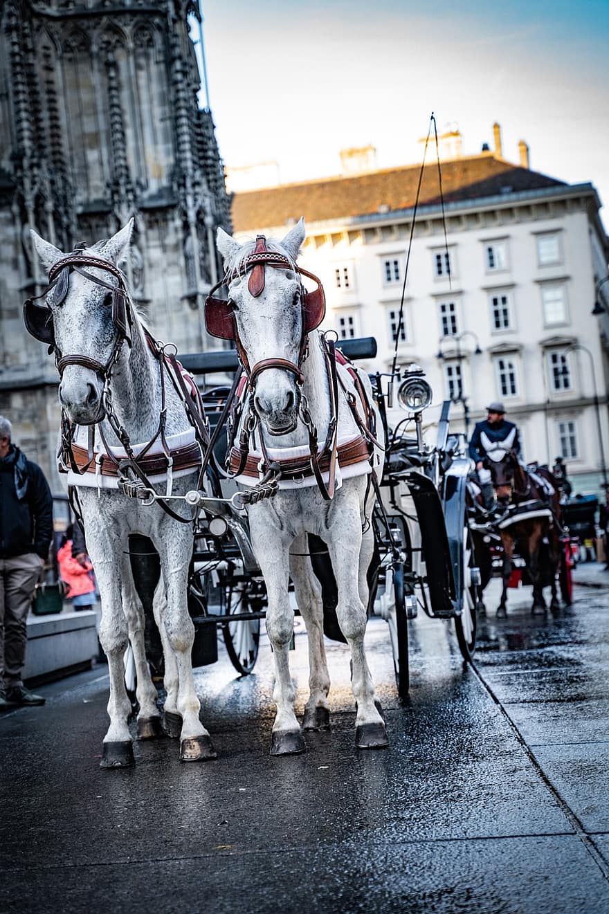 Wenen, vervoer, de kathedraal van st stephen, Fiacre, Huurkoets, paardenkoets, downtown