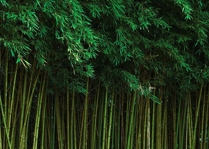 бамбук, растения, лес, природа, листья, листва, зеленый, натуральный