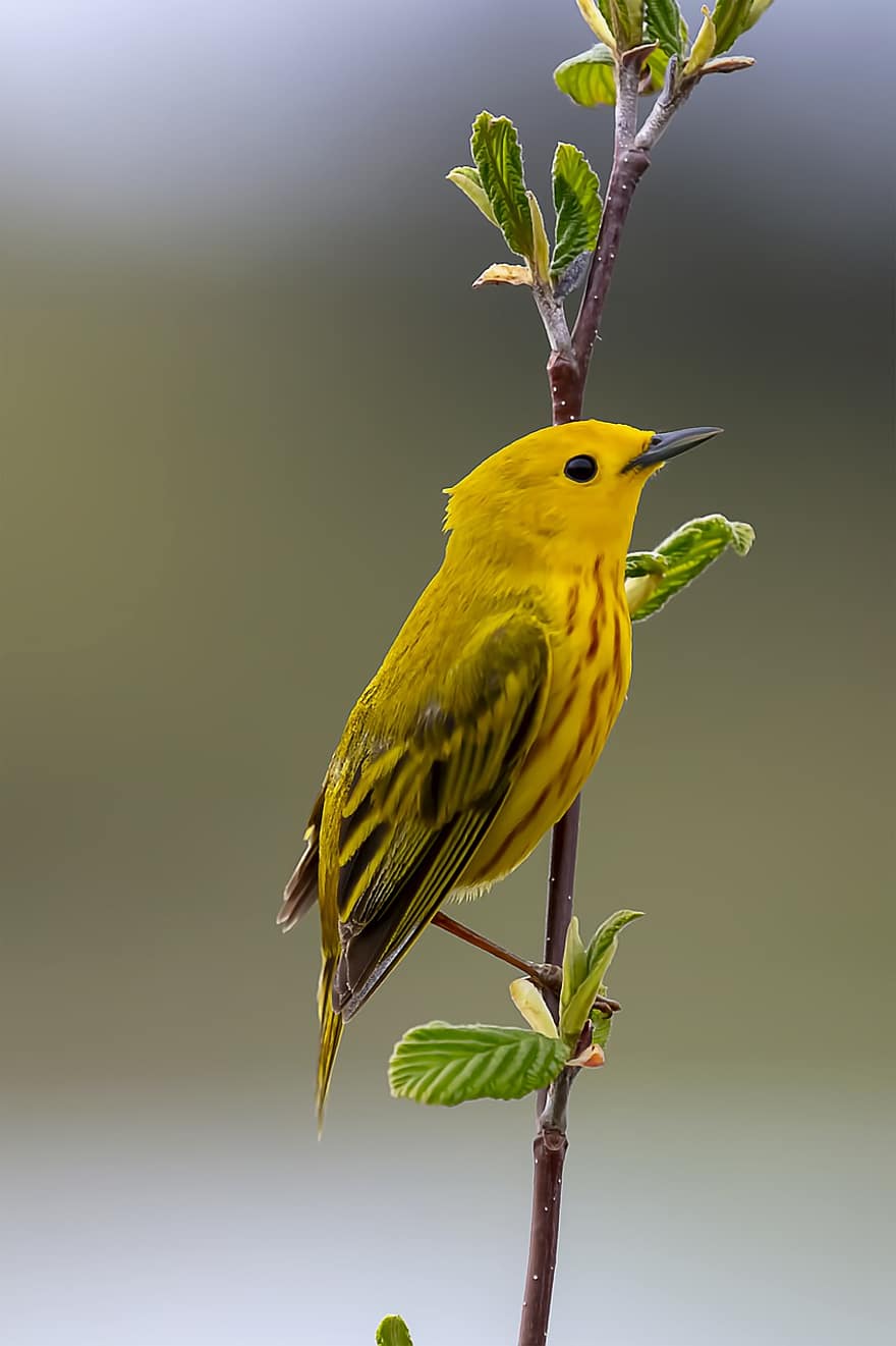 ptak, żółta laska, ornitologia, gatunki, fauna, ptaków, zwierzę, dzikiej przyrody, dziób