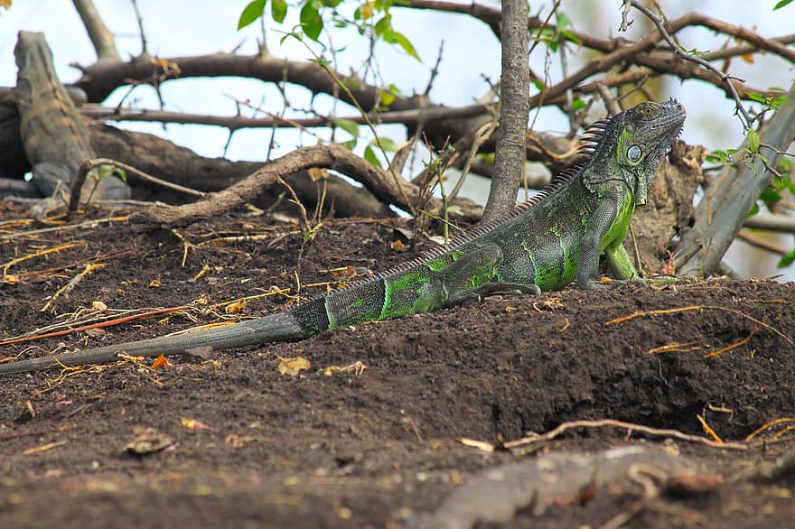 zielona iguana, jaszczurka, gad, zwierzę, Natura, dzikiej przyrody, zwierzęta na wolności, zbliżenie, iguana, smok, zielony kolor