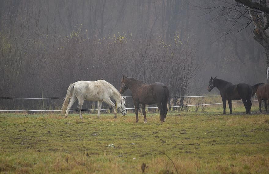 ngựa, mưa, đinh tán, đồng cỏ, nông trại, cảnh nông thôn, con ngựa, cỏ, chăn thả, con ngựa giống, ngựa cái