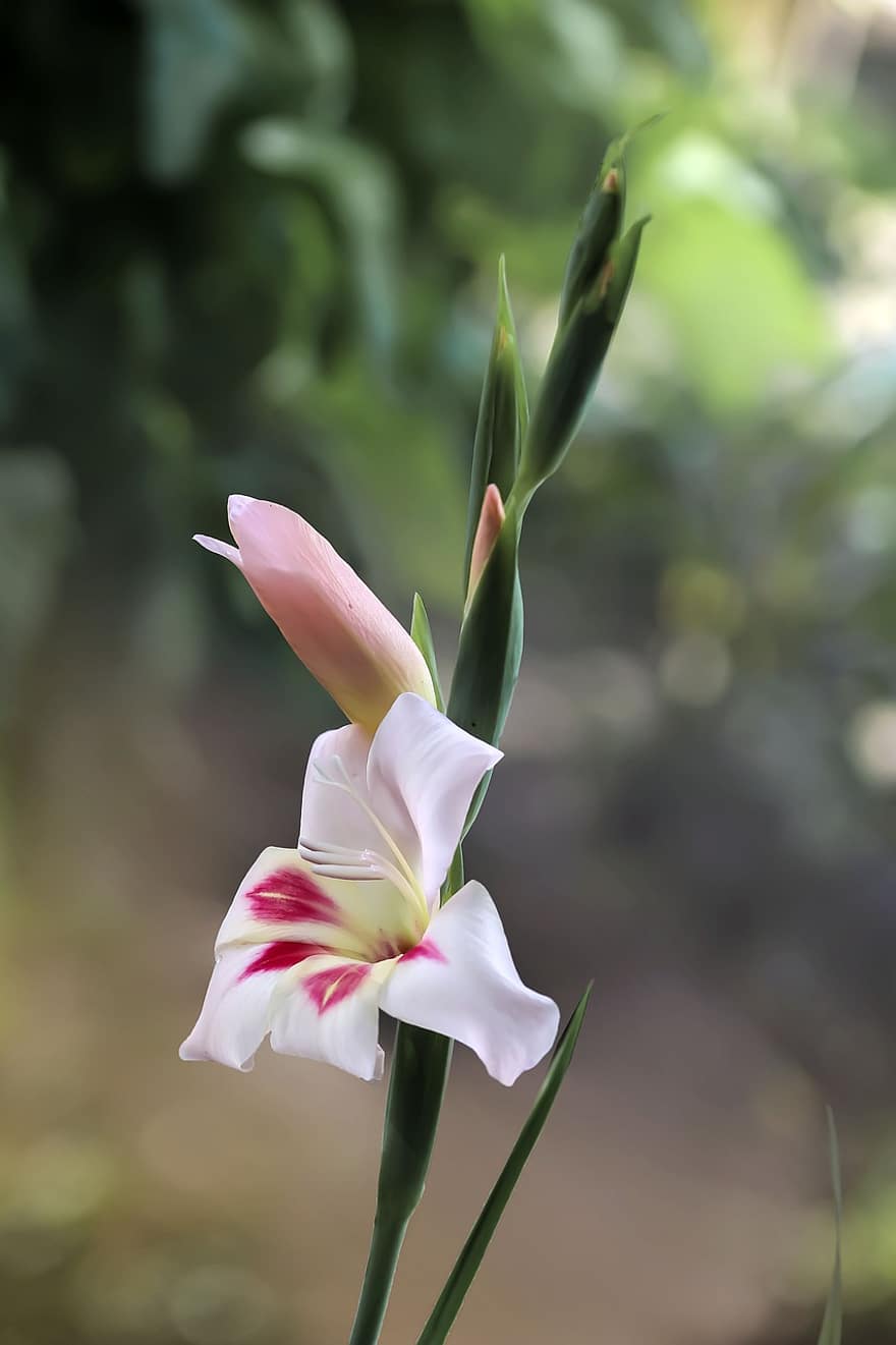 gladiolus, kukka, valkoinen kukka, terälehdet, valkoiset terälehdet, kukinta, kasvi, kasvitieteellinen, nuppu, kasvisto
