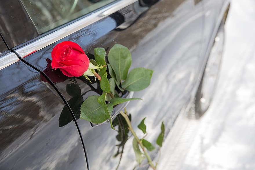 rózsa, autó, Valentin nap