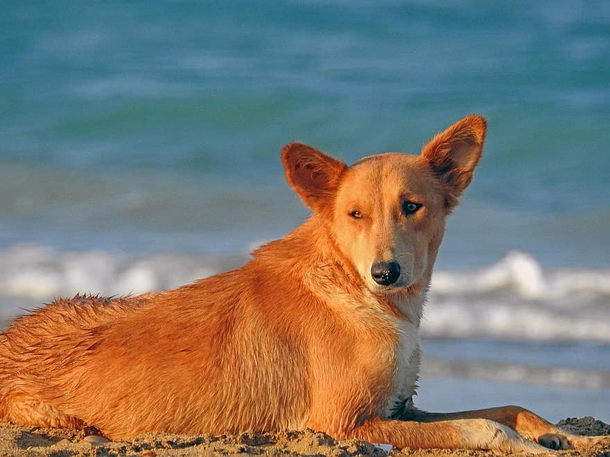 hund, sällskapsdjur, strand, husdjur, djur-, utomhus, hund-, söt, natur, renrasad hund, däggdjur