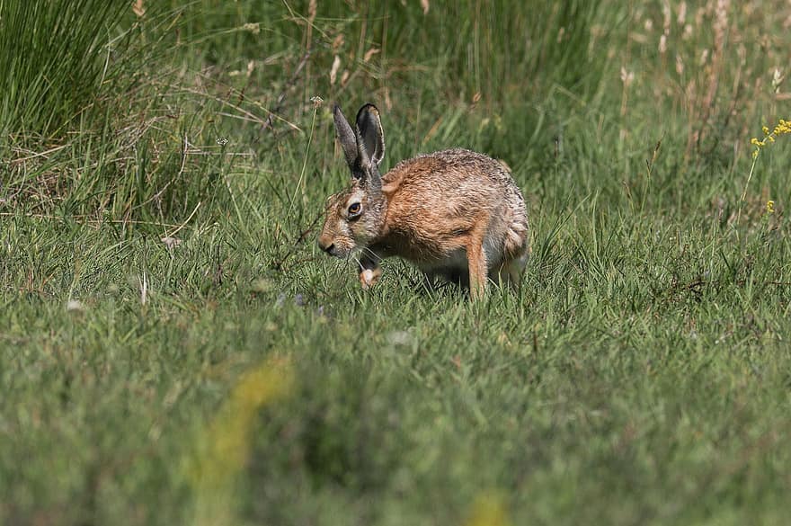 Con thỏ, Field Hare, tai thỏ, hoang dã, tai dài, động vật có vú, loài gặm nhấm, cỏ, dễ thương, động vật hoang dã, nhỏ