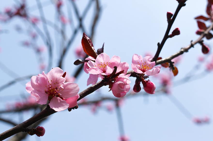 sakura, flors, flor de cirerer, creixement, botànica, flor, florir, primavera, pètals