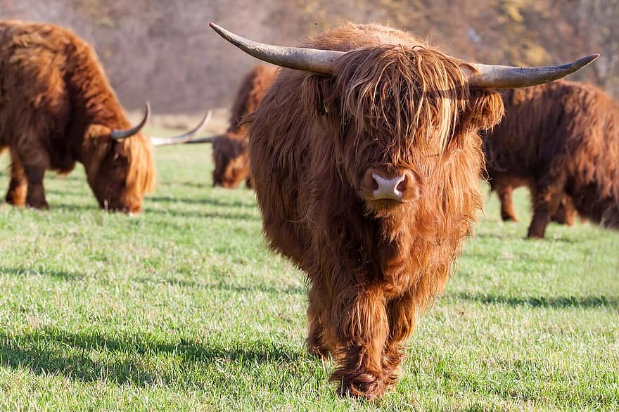 highland kráva, zvíře, pastvina, savec, dobytek, kráva, skot skotský, hovězí dobytek, hospodářských zvířat, rohy, louka