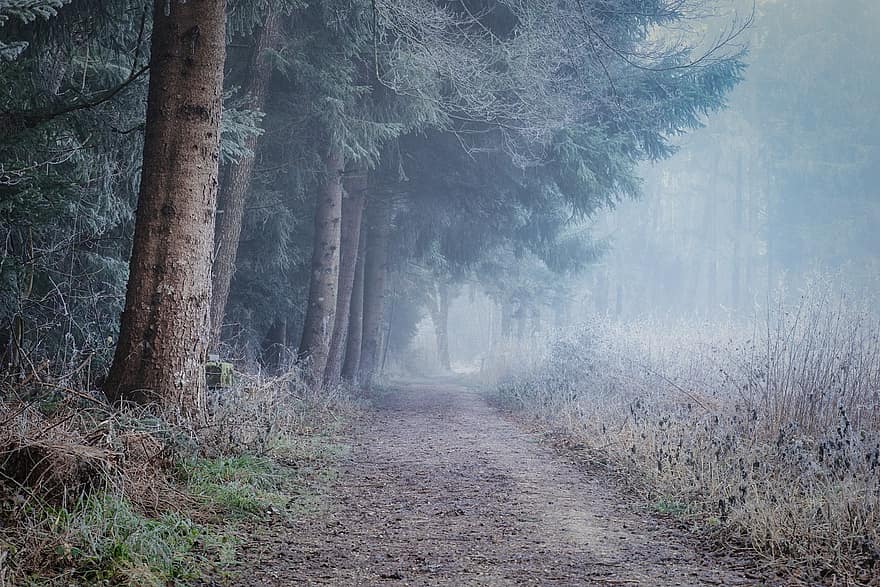 alberi, nebbia, sentiero, pista, sentiero nel bosco, nebbioso, alba, foresta, freddo, gelido