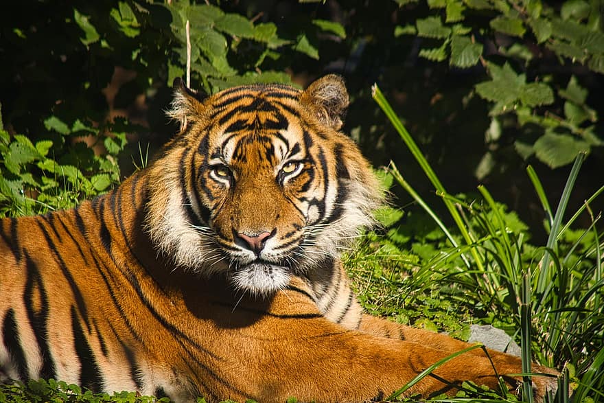 тигър, животно, бозайник, бенгалски тигър, котка без домашни любимци, животни в дивата природа, котешки, райета, голяма котка, застрашени видове, тропическа гора