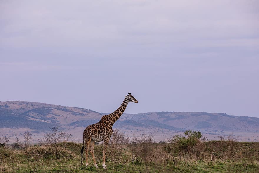 giraffa, collo lungo, macchie, mammifero, natura, animale selvaggio, animale, selvaggio, foresta, all'aperto, natura selvaggia