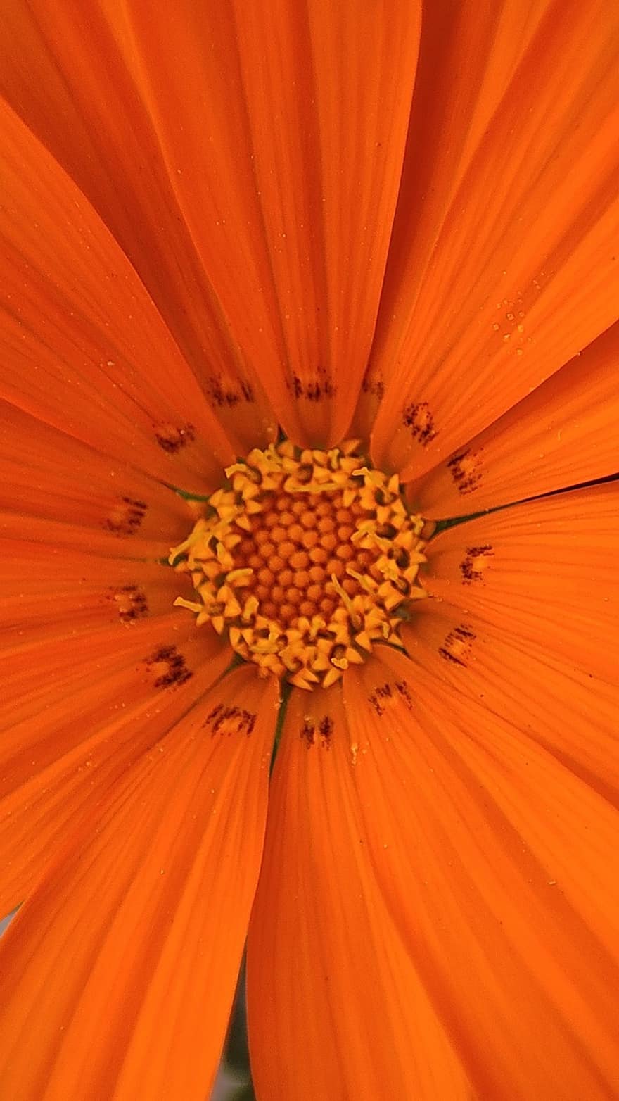 オレンジ色の花、花、マクロ