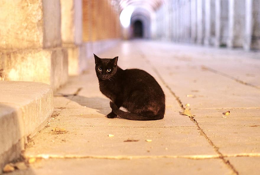 кішка, Чорна кішка, бездомний кіт, домашні тварини, домашня кішка, милий, котячих, дивлячись, кошеня, сидячи, одна тварина