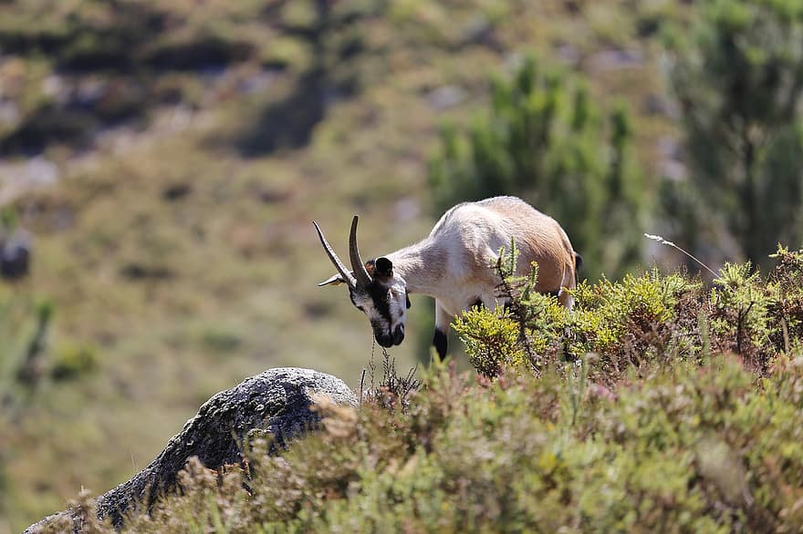 Goat, Animal, Mammal, Nature, Portugal, Mountain, Horns, horned, grass, animals in the wild, farm
