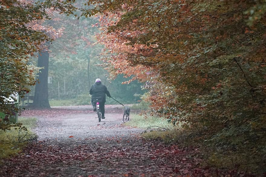 человек, велосипед, собака, прогулки с собакой, туман, осень, люди, лес, дерево, домашние питомцы, ходьба