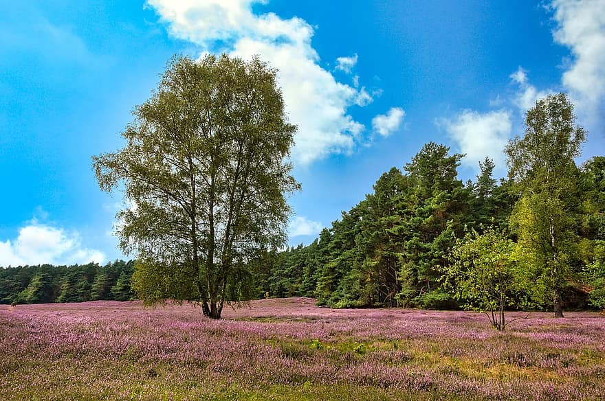 Landscape, Pagan, Summer, Heather, Trees, Nature, Recreation, tree, rural scene, forest, meadow