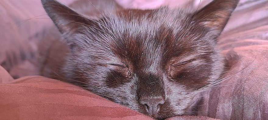 Animal, Cat, Sleep, Fur, Kitten, Pet, Feline, cute, pets, domestic cat, whisker