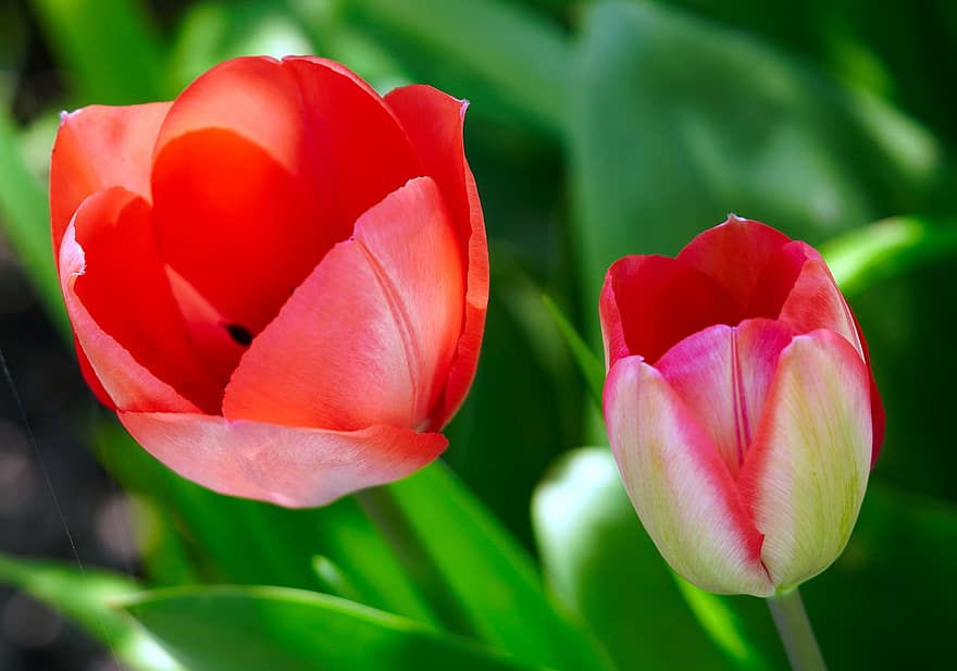 flores, tulipas, Flor, flor, pétalas, Primavera, natureza, flora, crescimento, plantar, tulipa