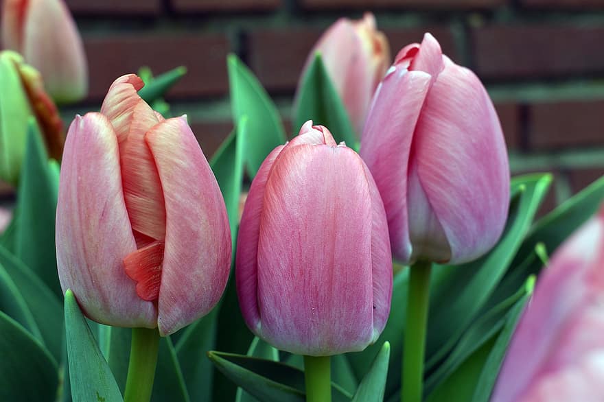 tulipas, flores, Primavera, fechar-se, natureza, crescimento, flor, Flor, pétalas, plantar, cabeça de flor
