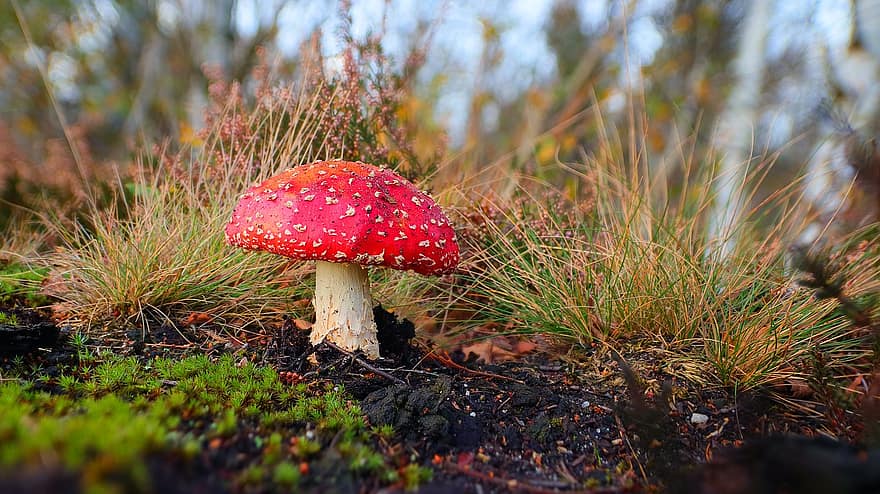 houba, moucha agaric, létat amanita, červená houba, muchomůrka, lesní podlaha, tráva, les, Příroda, podzim, makro