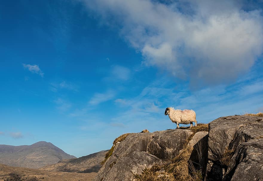 овца, горы, сельская местность, Ирландия, природа, пейзаж, гора, животное, домашний скот, животноводческая ферма, небо
