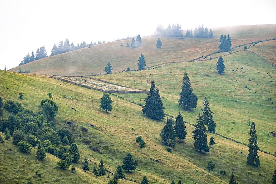 kopců, stromy, tráva, pastviny, Příroda, krajina, pole, venku, Transylvánii