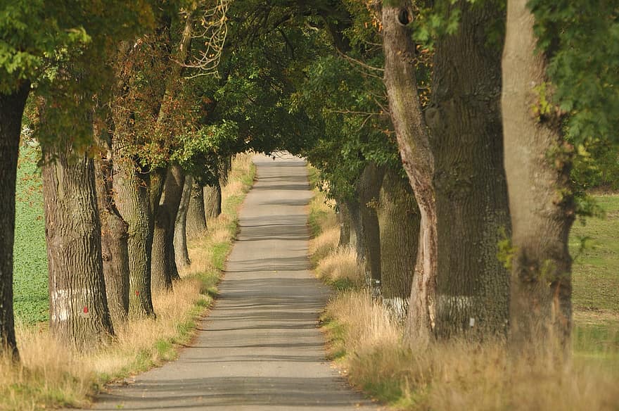Road, Trees, Path, Tree Lined, Avenue, Rural, Countryside, Way, Lane, Pavement