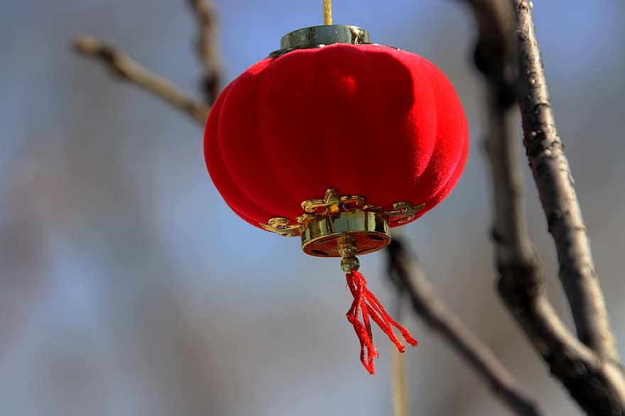lykta, dekoration, månat nytt år, gren, hängande, röd lykta, dekor, kulturer, firande, närbild, träd