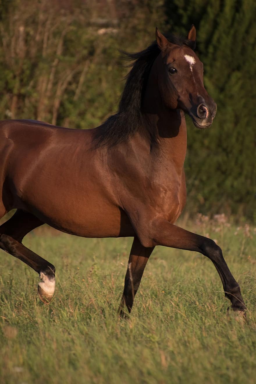 ม้า, วิ่ง, ควบ, ม้าวิ่ง, ม้าควบม้า, เลี้ยงลูกด้วยนม, สัตว์, นั่ง, วิ่งเหยาะๆ, การเคลื่อนไหว, ม้าสีน้ำตาล