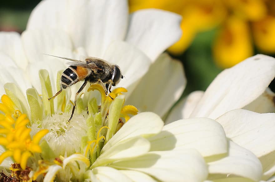 бджола, комаха, запилюють, запилення, квітка, крилате комаха, крила, природи, перетинчастокрилі, ентомологія