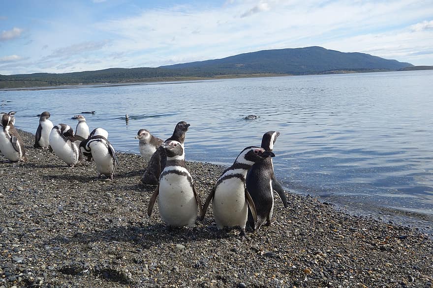 pingvīni, kalns, jūra, Argentīna, patagonija