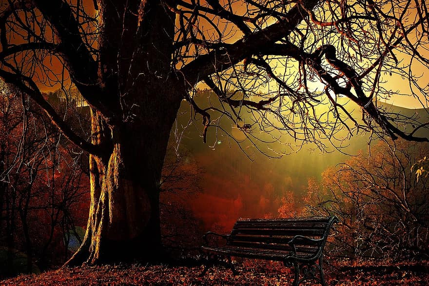 cây, Thiên nhiên, Băng ghế, mùa thu, ngã, Mùa, ngoài trời, gỗ, hoang vu, rừng, Lá cây