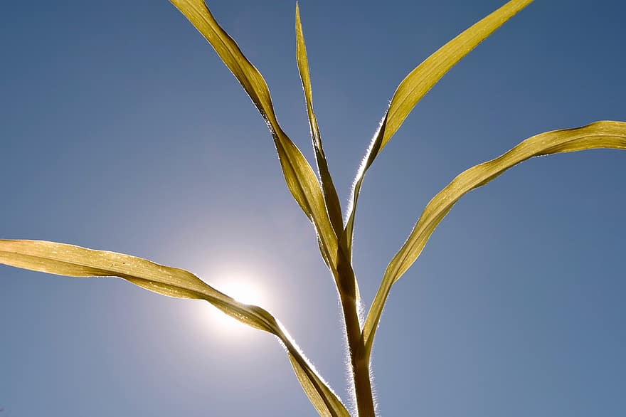 Heat, Hot, Plant, Sun, Sky, Drought, Agriculture, Cereals