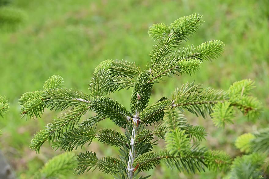 木、ブランチ、モミ、トウヒ、クリスマスツリー、とげ、モミの針、樹脂の、針葉樹