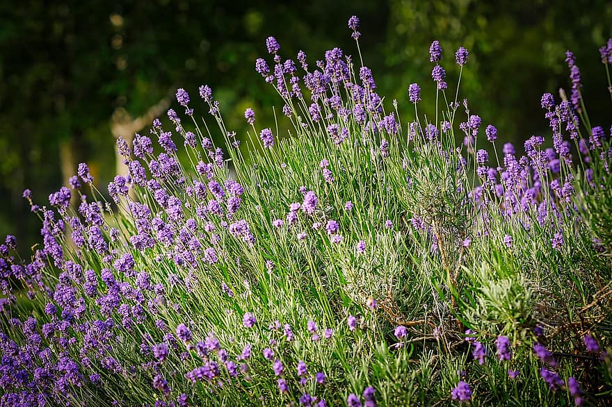 laventeli, villi kukka, puutarha, kukinta, kukat, kesä, pysäköidä, violetti, kukka niitty, kesäkukat, niitty