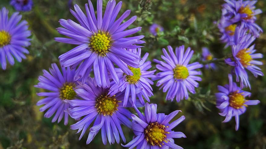 фиолетовые цветы, астры, осень, природа