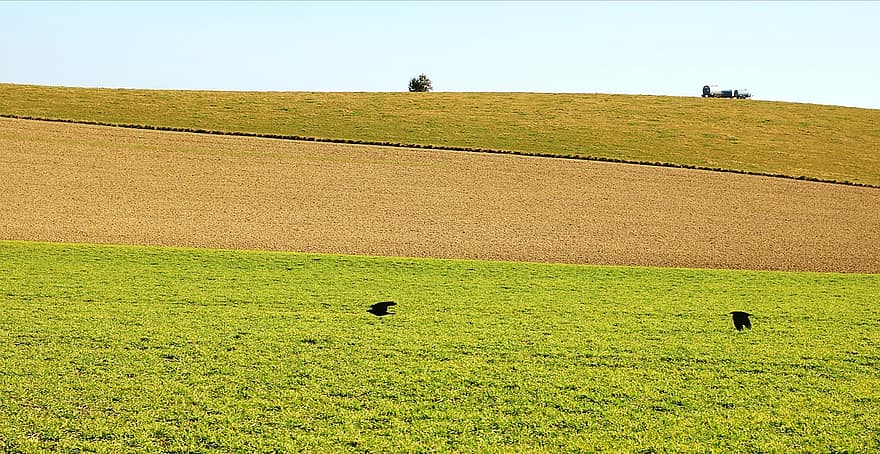Field, Ravens, Agriculture, Rural, Symmetry, Lines, Landscape, rural scene, farm, grass, meadow