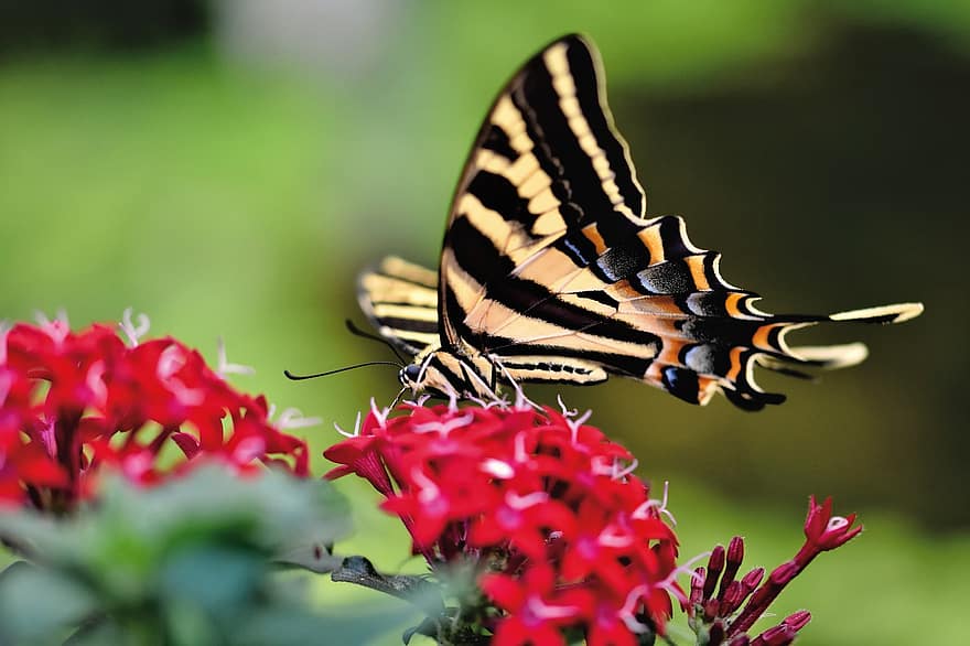 삼키다, 나비, 꽃, 열대 나비, 이국적인, 곤충, 날개, 동물, 식물, 정원, 자연