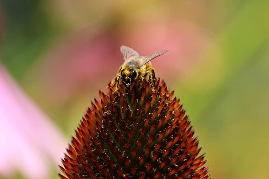 albină, floare, închide, natură