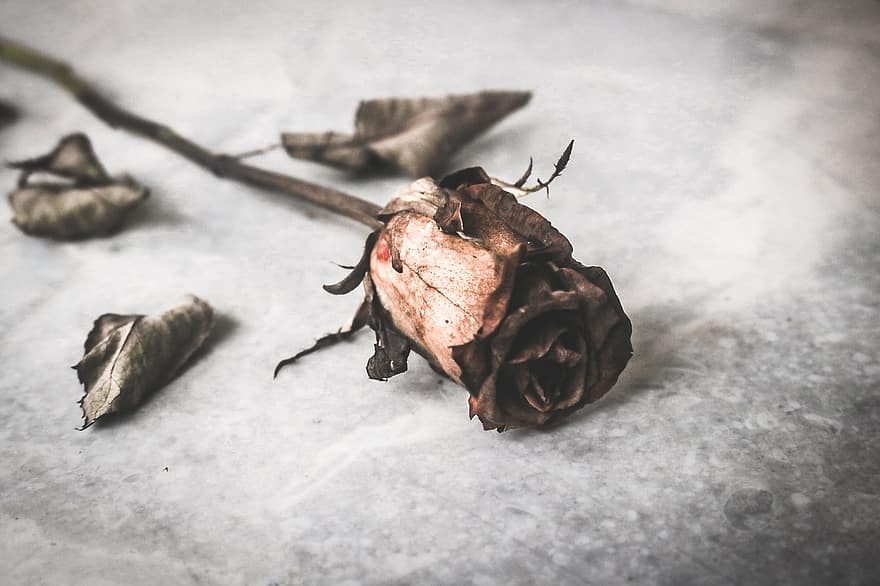 Rose, Withered, Flower, Dried Flower, Petals, Fragrance, Dried, Mood, Broken, Closeup, Dry