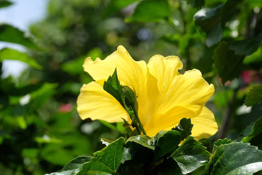 хибискус, цвете, жълто цвете, листенца, жълти венчелистчета, разцвет, цвят, флора, растение