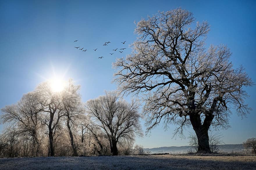 des arbres, hiver, la nature, lever du soleil, Soleil, neige, du froid, gel, arbres nus, des oiseaux, branches
