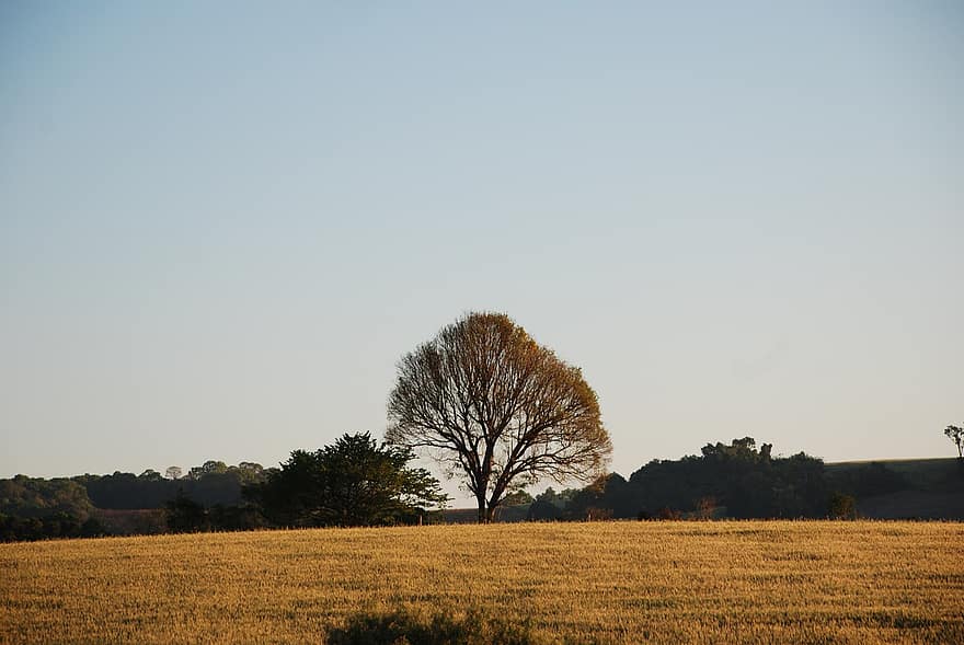 поле, луг, дерево, на открытом воздухе, зерна