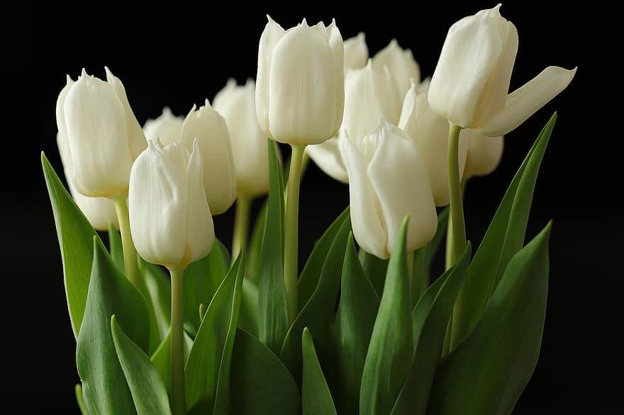 Tulpen, Blumen, Pflanze, Blütenblätter, Blätter, weiße Blumen, weiße Tulpen, Zwiebelblumen, Frühlingsblumen, Frühling, Flora
