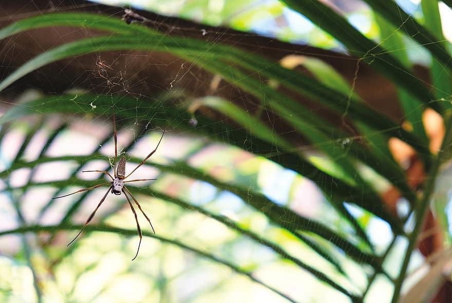 αράχνη, Κολομβία, φύση, ιστός αράχνης, κήπος, ζωικού κόσμου